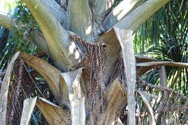 Image result for Chironia flexuosa