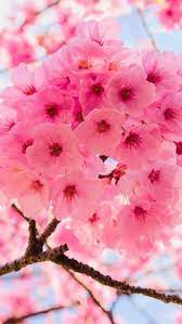 We have an extensive collection of amazing background images carefully chosen by our community. 270 Ide Sakura Wallpaper Bunga Sakura Bunga Sakura