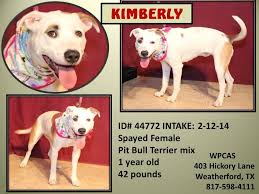 Pin Auf Adoptable Gorgeous Pit Bulls