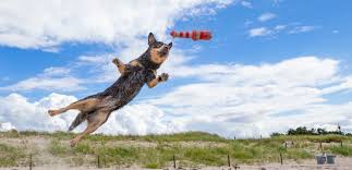 Australian cattle dog mix cayenne is a neutered male australian cattle dog mix. Australian Cattle Dog Arbeitstier Aus Dem Outback