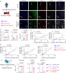 Aberrant mitochondrial DNA synthesis in macrophages exacerbates  inflammation and atherosclerosis | Nature Communications
