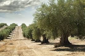 Top 5 Destinations For The World S Best Olive Oil The Market Herald