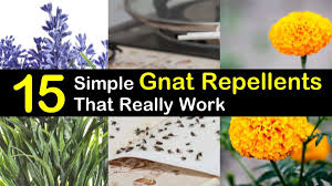 Spray a bug repellent containing deet or picaridin onto your skin to protect yourself from gnats. 15 Simple Gnat Repellents That Really Work