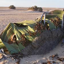 Image result for Arthraerua leubnitziae