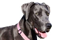 Large Dog Collars The Best Dog Collars For Large Dogs Reviewed