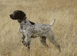 The german wirehaired pointer is a medium to large hunting dog developed in the 19 th century from a mixture of four different griffon and pointer breeds. Pin On For My Future Kids