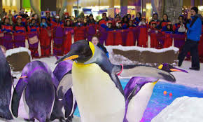 The emperor penguin is a penguin that lives in antarctica. Buy Your Ski Dubai Snow Penguin Packages Ski Dubai