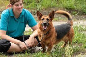 Wie andere mischlingsrassen hat auch diese mischung andere bezaubernde. Dackel Schaferhund Mix Moritz Rude Zuhause Gefunden Tierschutzliga Dorf Happy Ends Archiv Von Zergportal De
