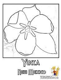 New Mexico State Flower Coloring Page Yucca Flower Coloring Pages Coloring Pages Free Coloring Pictures