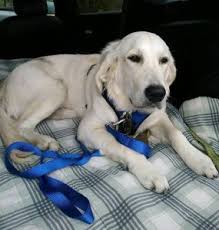Owners of golden retrievers sometimes have to surrender their dogs because of health, moving, or work schedule. Best Golden Retriever Rescues In Ohio 2021 We Love Doodles