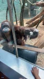 the tapping on the glass to bring the baby closer 🥹 #reels #Orangutan  #orangutans #zoo #zoolife #newbornbaby #babies #parents | In The Know  Innovation | Facebook