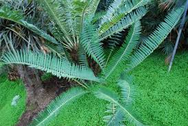 Image result for Encephalartos munchii