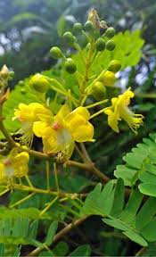 Image result for Caesalpinia sappan