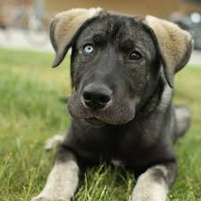 Maybe you would like to learn more about one of these? Silver Long Hair Labrador Novocom Top