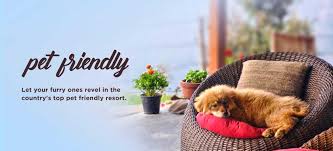 Both dogs and cats are accepted. Pet Friendly Resorts Nainital Archives Emerald Trail