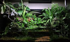 Simonsaquascapeblog Aquascape Planted Aquarium Aquascape Aquarium