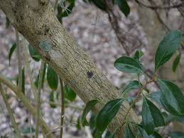 Image result for Cyphostemma spinosopilosum