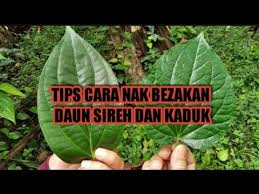 Khasiat dari daun katuk tidak hanya untuk mengobati beberapa penyakit dalam saja, akan tetapi untuk penyakit luar pun juga bisa, misalnya seperti borok, atau bisulan. Perbezaan Daun Sireh Dan Daun Kaduk Ada Khasiatnya Youtube
