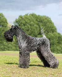 Check spelling or type a new query. Kerry Blue Terrier Breeds A To Z The Kennel Club
