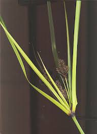 Image result for Cyperus rigidifolius
