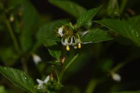 Image result for Solanum villosum