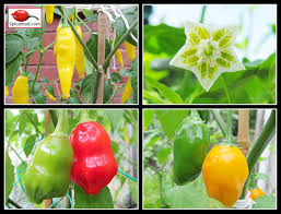 Image result for Capsicum baccatum