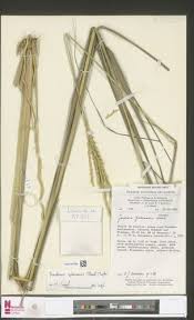 Image result for Phacelurus gabonensis