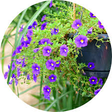 Image result for calibrachoa million bells