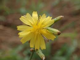 Image result for Launaea