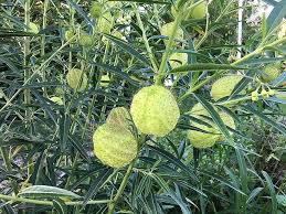 Image result for Gomphocarpus physocarpus