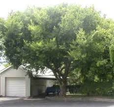 Image result for Celtis africana