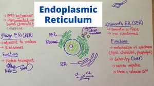 Maybe you would like to learn more about one of these? Structure And Function Of Endoplasmic Reticulum Youtube