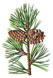 All Of The Evergreens Tree Identification Conifer Trees Gymnosperm