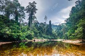 Penang national park is the first protected area legally gazetted under malaysia's national park act of 1980. River In Jungle Rainforest Taman Negara National Park Malaysia Stock Photo Picture And Royalty Free Image Image 117728506
