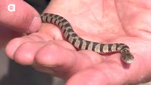 It is not a problem for the biter (it grows new teeth). Coyote Peterson Baby Rattlesnake Is Small But Deadly Facebook