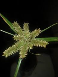 Image result for Cyperus platycaulis