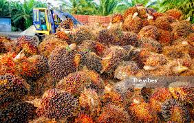 And a subsidiary of boustead holdings berhad, one of malaysia's oldest. Boustead Plantations Allocates Rm115 Mil For Replanting Expenditure Business The Vibes