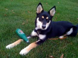 Black And Brown Husky Shepherd Mix Build Blog New Home In Michigan Special Edition Adding A Dog To The Mix German Shepherd Husky German Shepherd Husky Mix Husky Mix