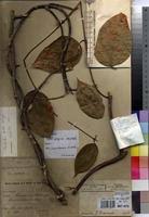 Image result for Combretum holstii