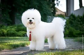 bishon frise dog fluffy animals animals dogs