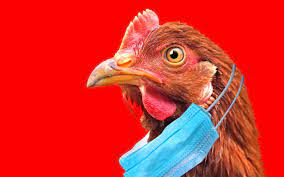 Elle est provoquée par des virus grippaux de type a. Premier Cas Humain De La Grippe Aviaire H10n3 Confirme En Chine