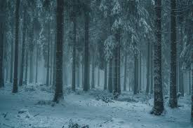 Click on the download button below. 500 Winter Forest Pictures Download Free Images On Unsplash
