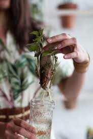 How long does it take sweet potato vines to grow? How To Grow A Sweet Potato In Your Home Homestead Brooklyn