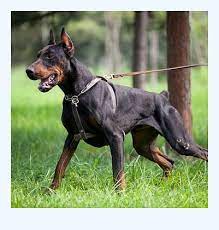 Review how much doberman pinscher puppies for sale sell for below. Doberman Puppies For Sale Near Me Dog Breed
