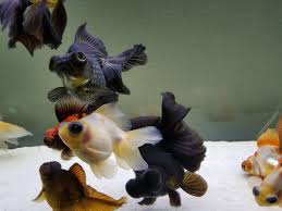 Some say minimum 20 gals to start, but you might as well start with a 30 gal, which to me is the minimum. Group Of Butterfly Telescope Goldfish Enjoy New Water Change Gold Fish Painting Goldfish Aquarium Fish