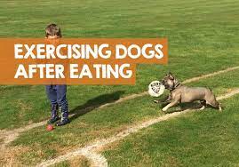 How Long Should I Wait To Walk My Dog After Eating Death