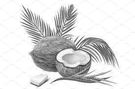 Can be recomposed with vector editing software. Coconut Pencil Illustration Isolated Pre Designed Photoshop Graphics Creative Market