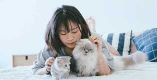 Financial costs of owning a cat + taking my cats on their daily walk. Forever Faithful Pet Cremation Funeral Care By Value Choice