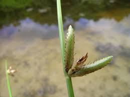 Image result for Cyperus laevigatus