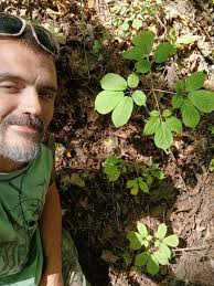 Harvesting big old ginseng in Pennsylvania woods
